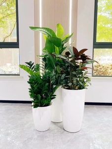 了解慈溪绿植出租,为环境增添盎然绿意